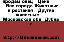  продам овец › Цена ­ 100 - Все города Животные и растения » Другие животные   . Московская обл.,Дубна г.